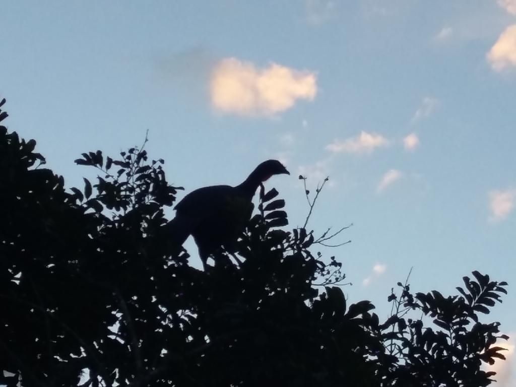 Pousada Pinhalense Santo Antônio do Pinhal Kültér fotó